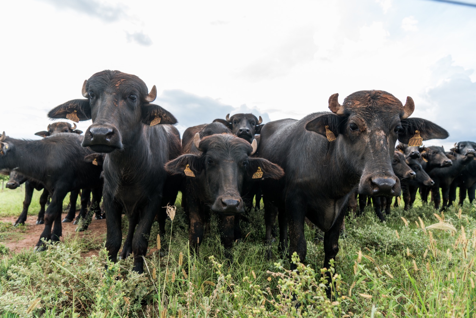 A herd of buffaloes on the farm, looking at the camera