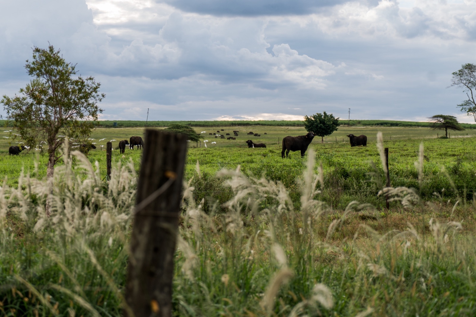 Buffaloes grazing in a green pasture on the family farm