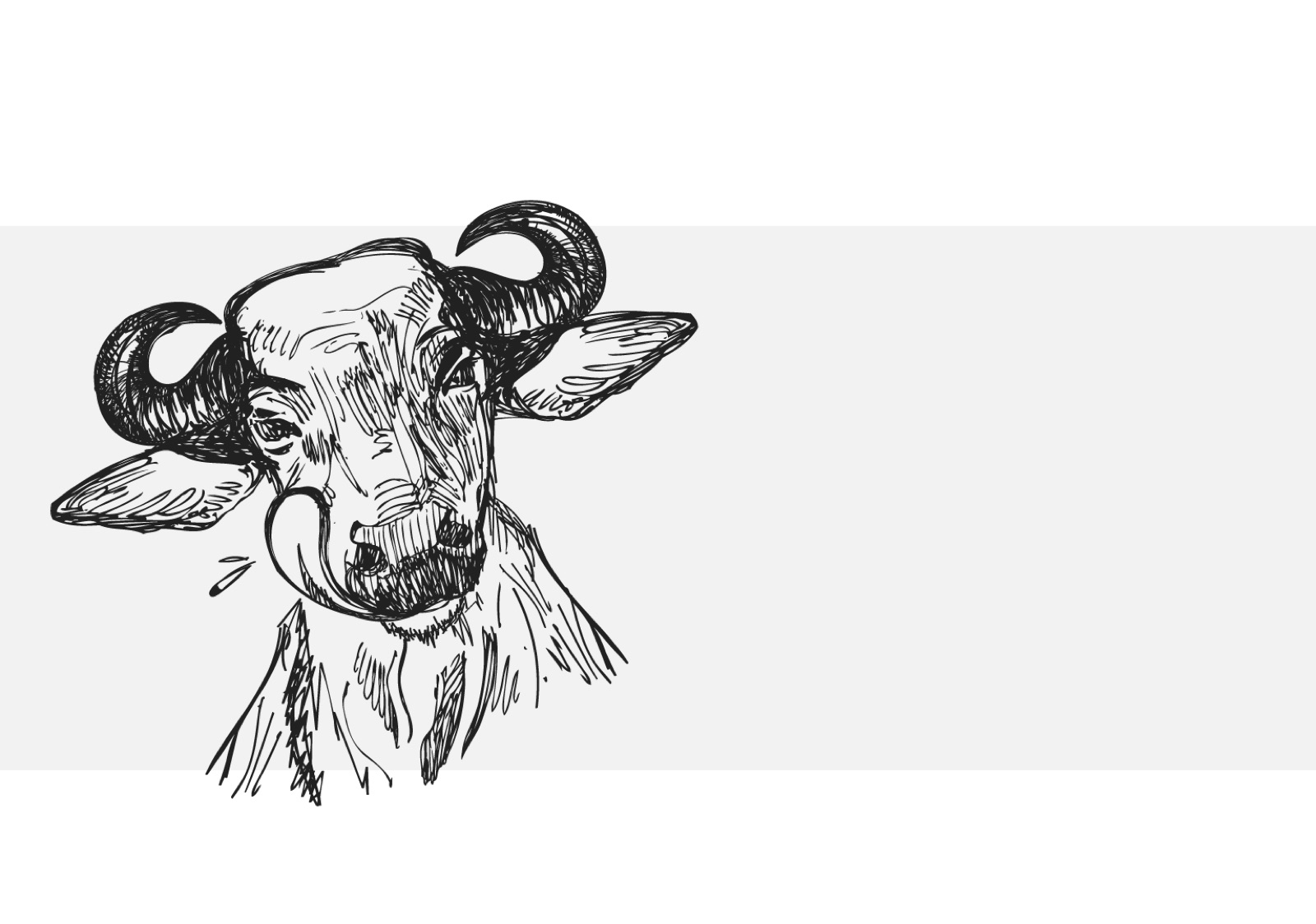 The hand-drawn buffalo illustration: a gentle buffalo licking its nose